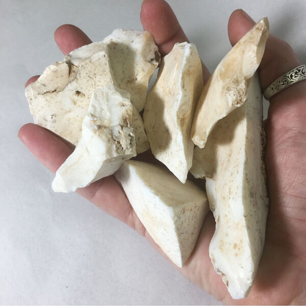 A hand holding seven small pieces of white Common Opal rough rock.