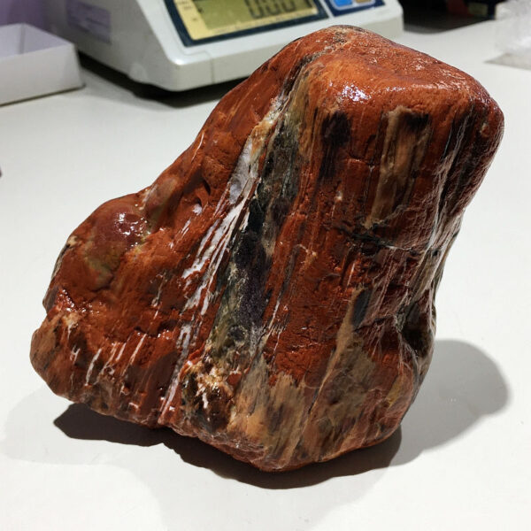 3.24 pound piece of Arizona Petrified Wood rough rock pictured wet on a white table