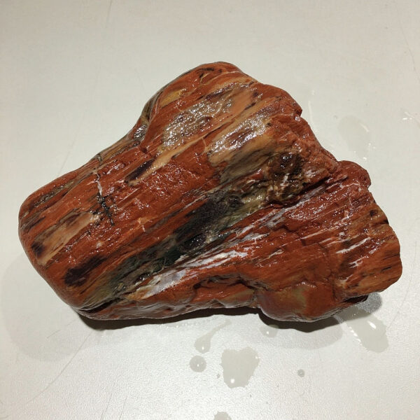 3.24 pound piece of Arizona Petrified Wood rough rock. pictured wet. Side one of six sides.