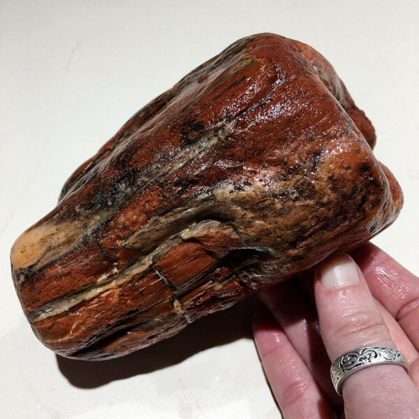 3.24 pound piece of Arizona Petrified Wood rough rock. pictured wet. Side three of six sides.