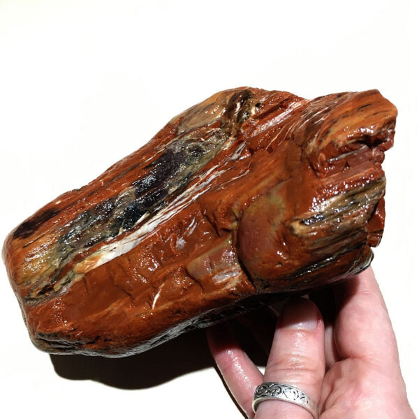 3.24 pound piece of Arizona Petrified Wood rough rock. pictured wet. Side four of six sides.