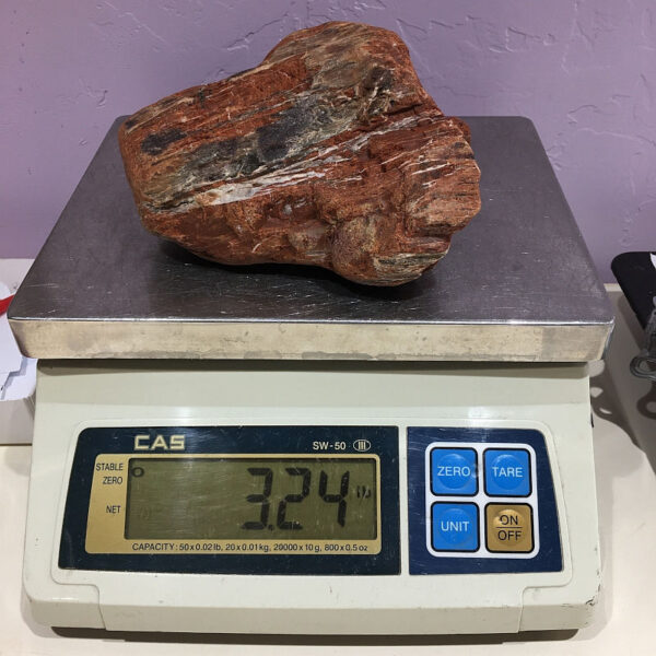 A piece of Arizona Petrified Wood rough rock pictured on a scale. Piece weighs 3.24 pounds.