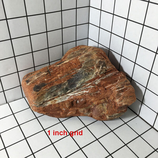 3.24 pound piece of Arizona Petrified Wood rough rock pictured on a one inch grid. Piece measures approximately 5 by 4.5 by 3 inches