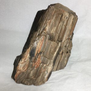 4.50 pound piece of Arizona Petrified Wood rough rock, pictured dry, standing on one end on a white background.