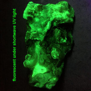 A piece of rough Chalcedony glowing fluorescent green under UV light